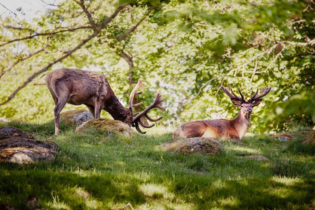 Boka Eriksberg Season på Eriksberg Vilt & Natur