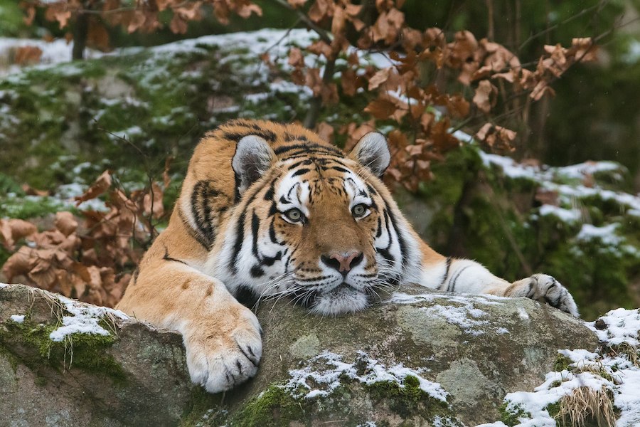 Primary image of Salt & wild