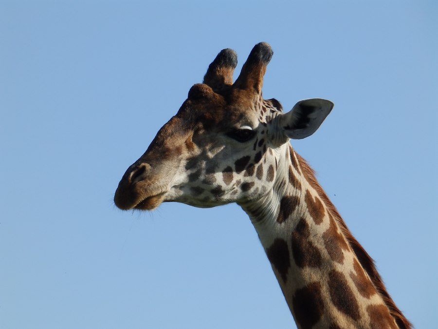 Primary image of Kolmården with 2-3 nights at KustCamp Gamleby