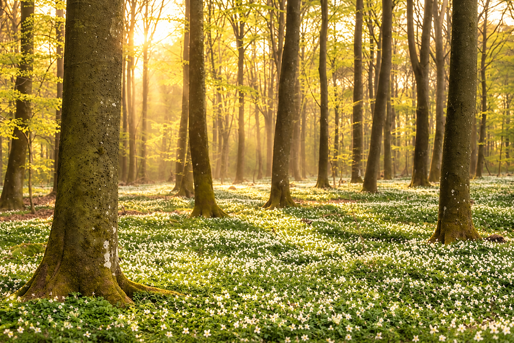 Enchanting Spring