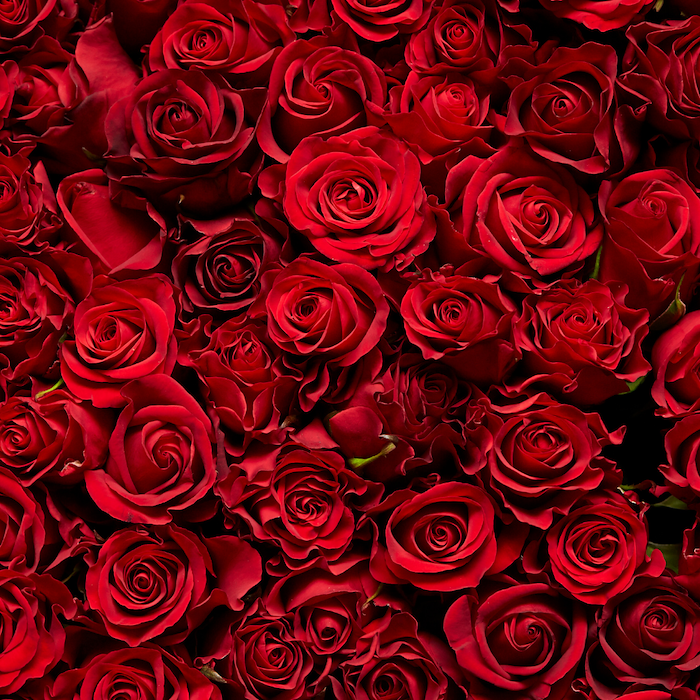 Primärbild av Alla hjärtans dag