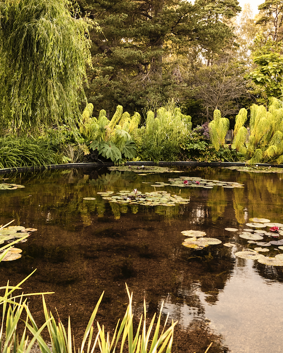 Primary image of Journey of Yoga, Herbalism & Farm Life June 25-28