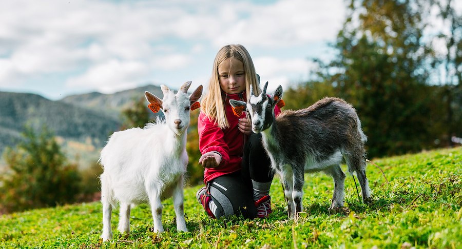 Primærbilde av Sommer på fjellet | Hytter