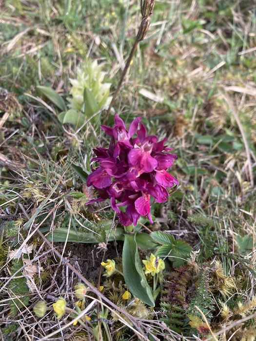 Primärbild av Öland spirar i Kastlösa