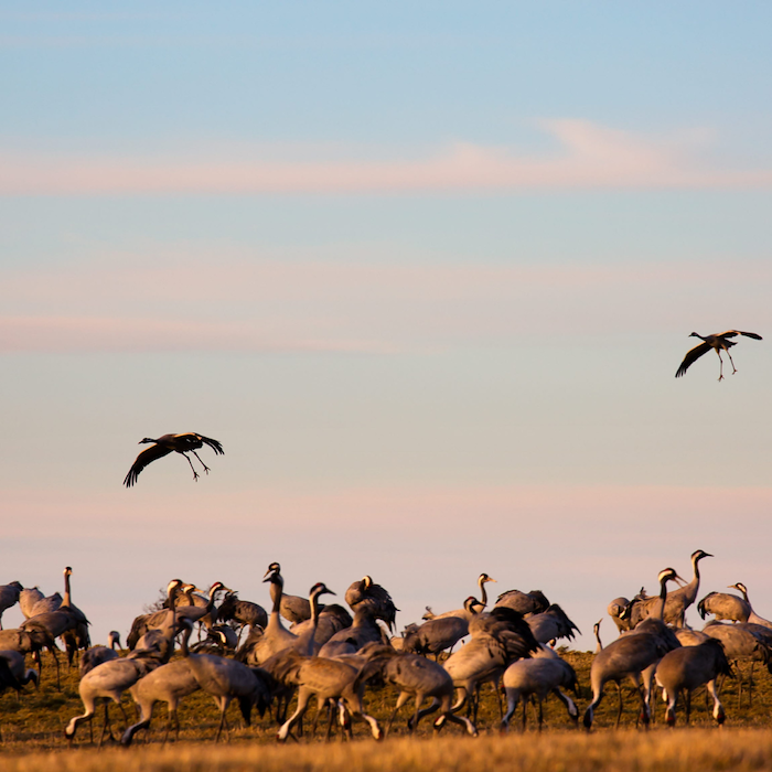 Primärbild av Tranpaket