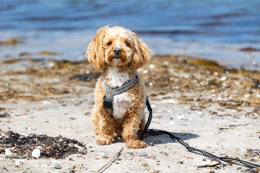 Hauptbild von Boka stuga med hund