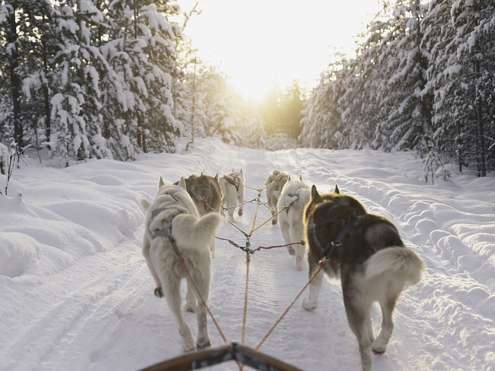 Dog Sledding Package