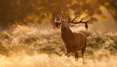 Boka The red deer rut at Eriksberg
