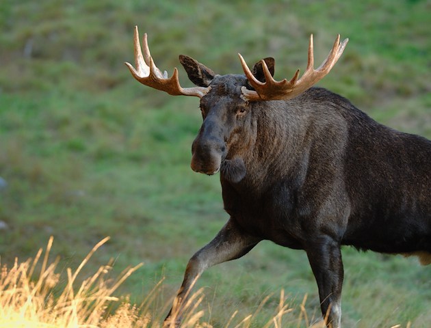 Boka Zoo & Spa package på Hotell Järvsöbaden