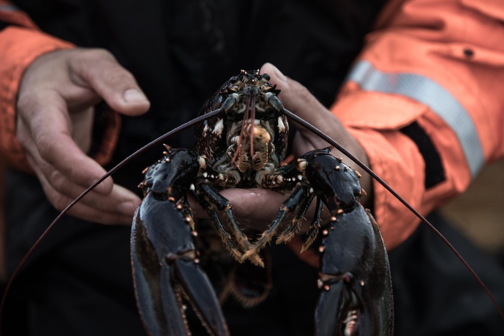 Hummerupplevelse med övernattning