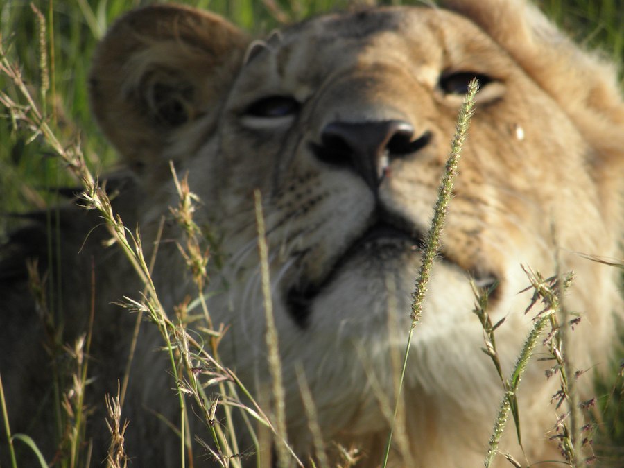 Primary image of KustCamp Gamleby - Kolmården