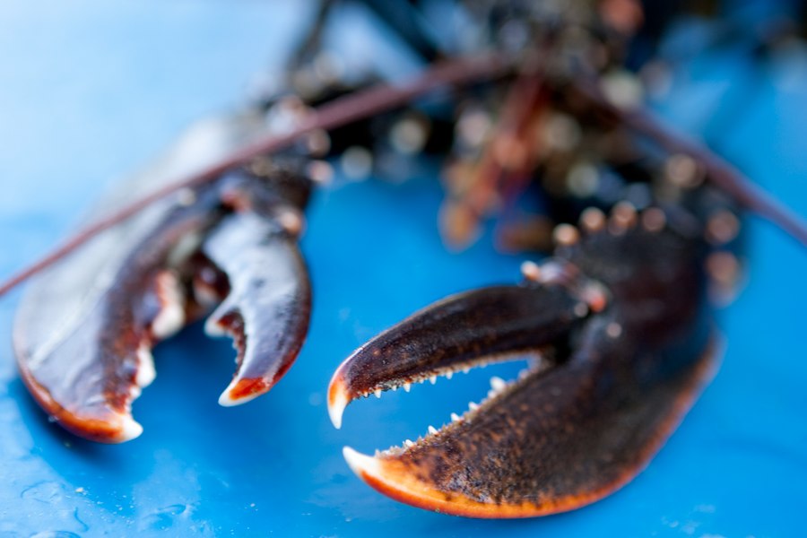 Primary image of Lobster weekend