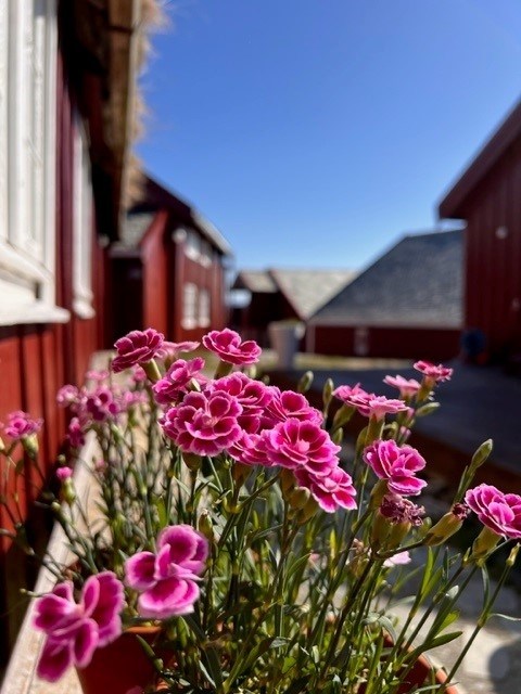 Primary image of Vårbris og havro