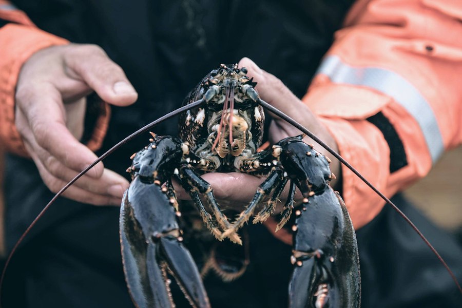 Primärbild av Weekend med hummerfiske