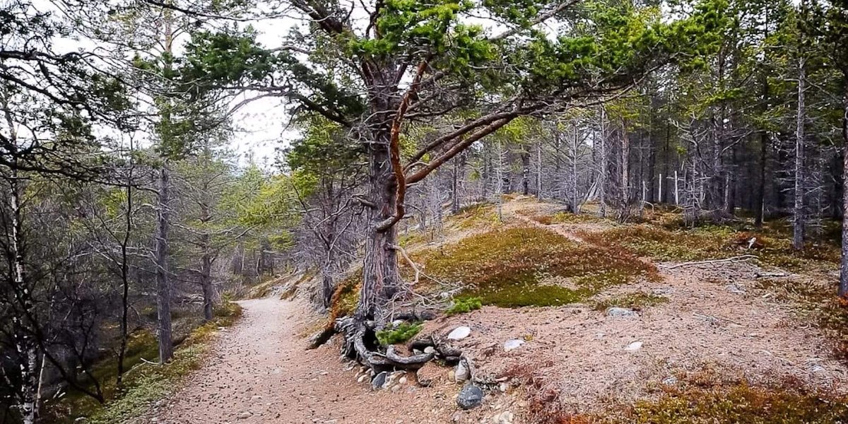 Stabbursdalen Resort image 23