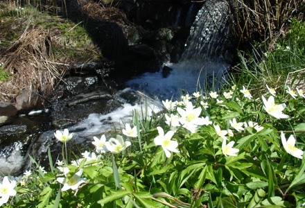 Primärbild av Fira påsk 2026