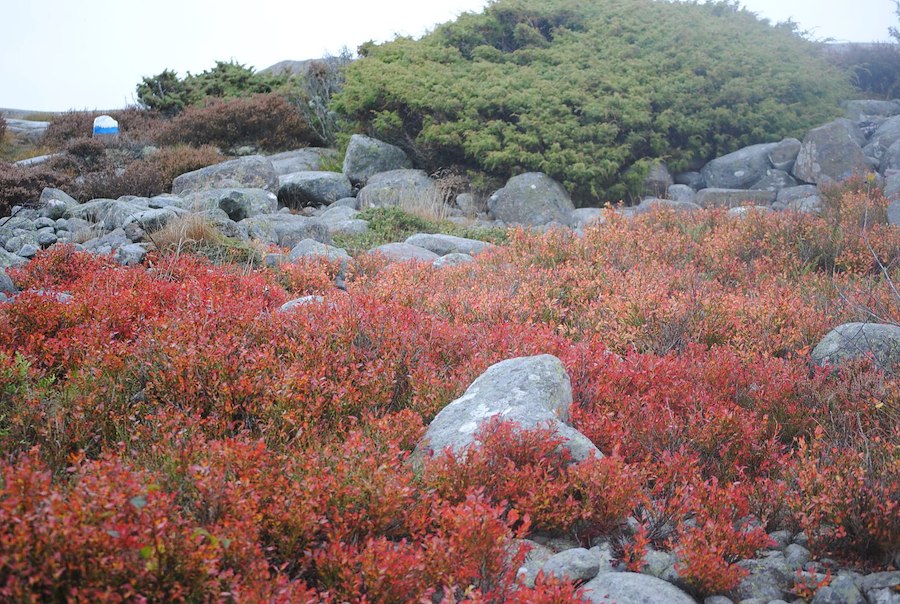 Primary image of Höst vid skog och hav