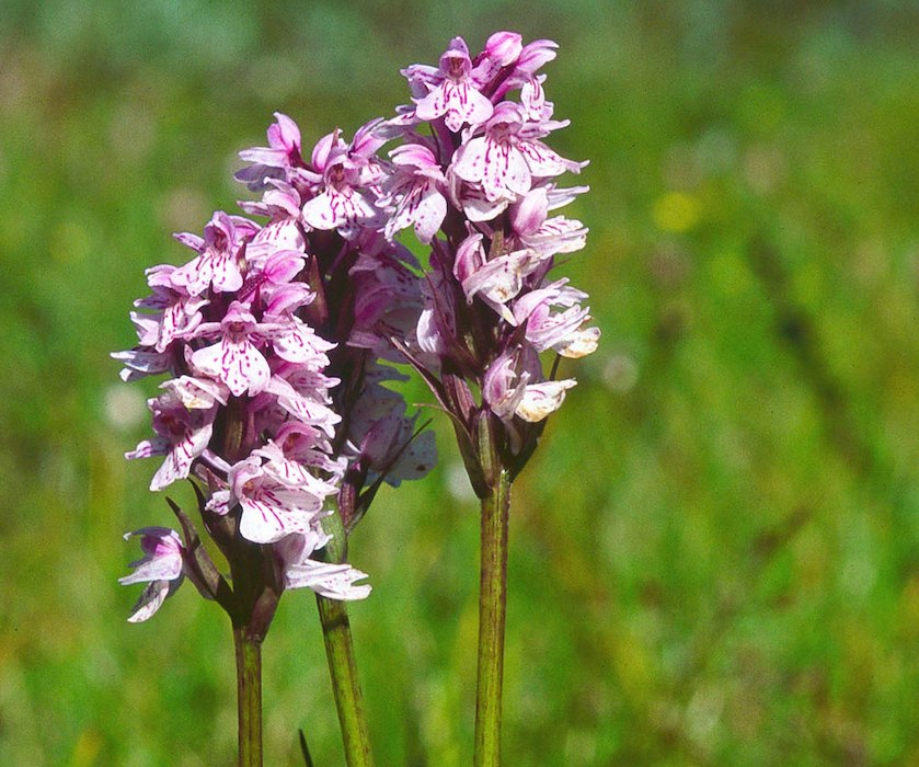 Primärbild av Kortvecka Söndag - Torsdag