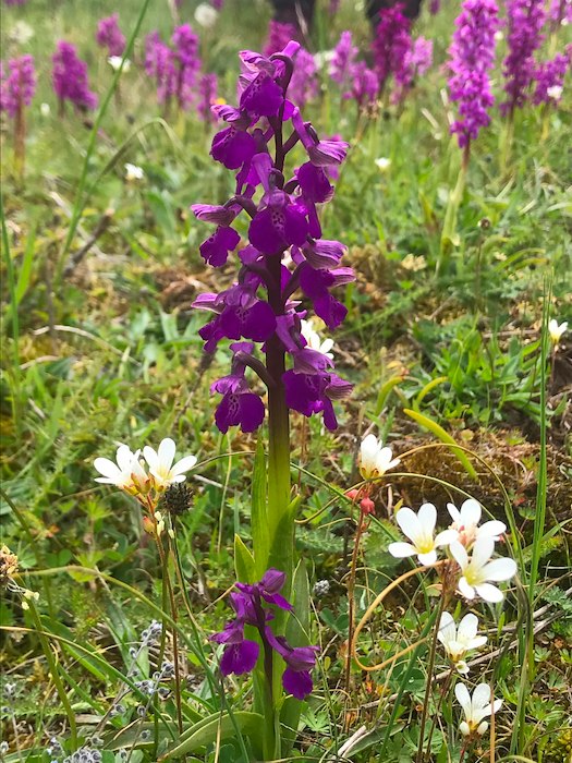 Primärbild av ORKIDÉVANDRING MED GUIDE