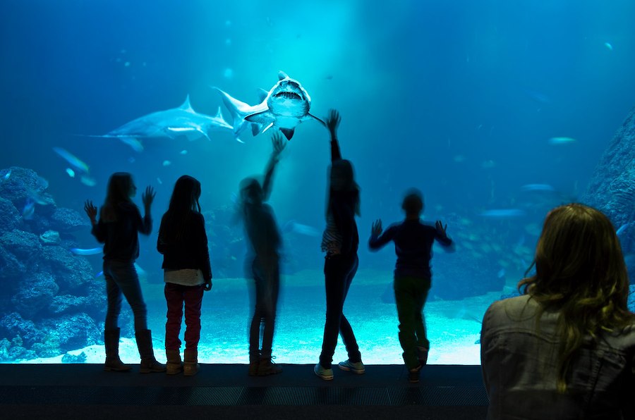 Primary image of Universeum Science center