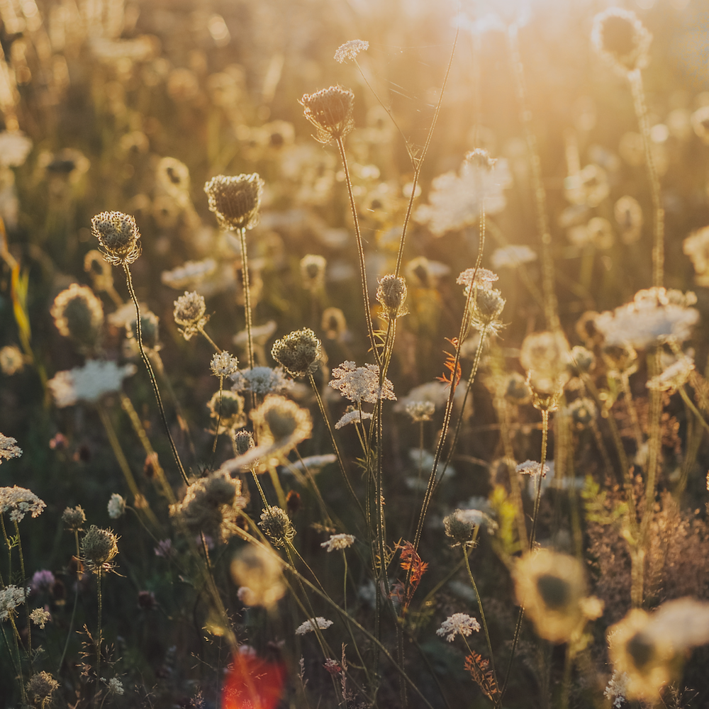Midsommarafton