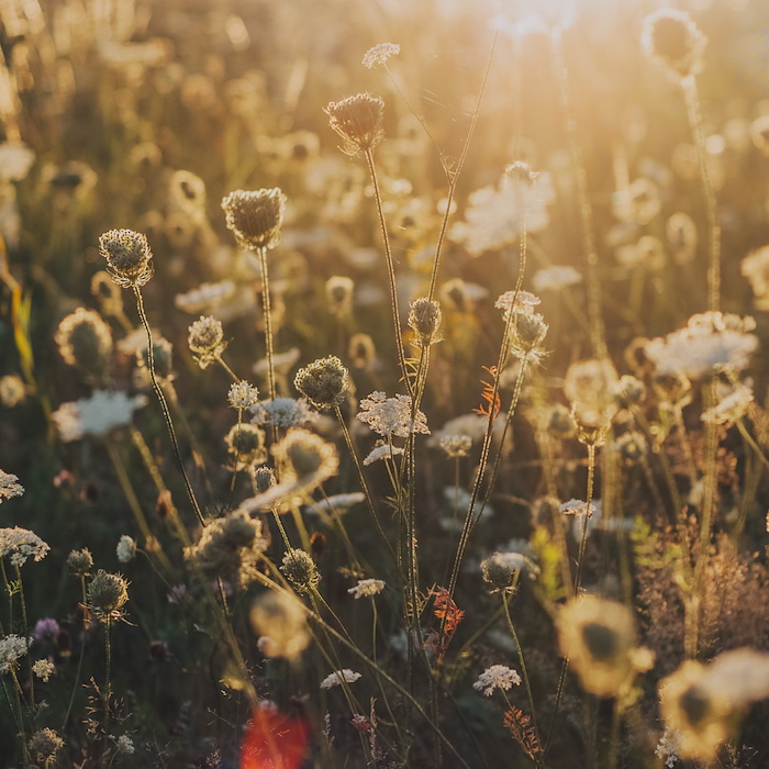 Primary image of Midsummer