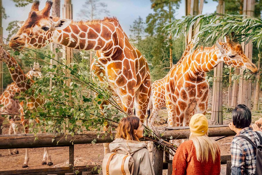 Primärbild av Safari Camp