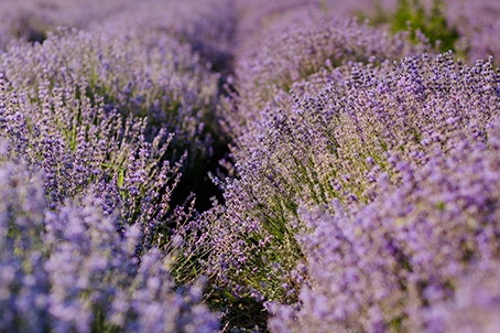 Lavendel Dream, Kropp & Ansikte 80 min