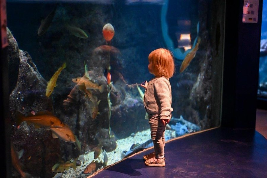 Primary image of Strandflickornas Family Vacation