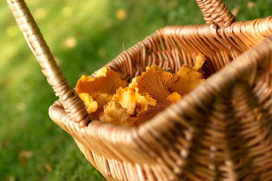 Primary image of Höstigt Zornpaket