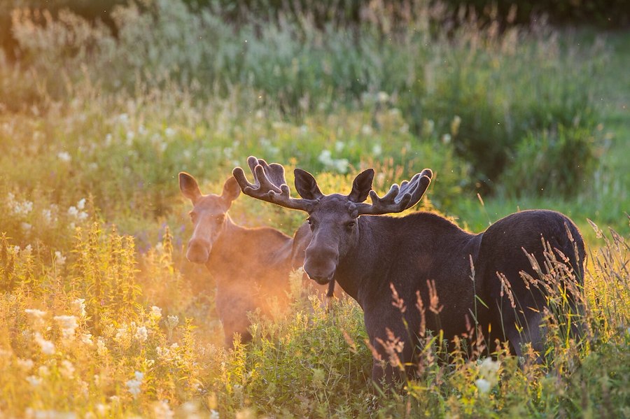 Rondane wildlife shortbreak