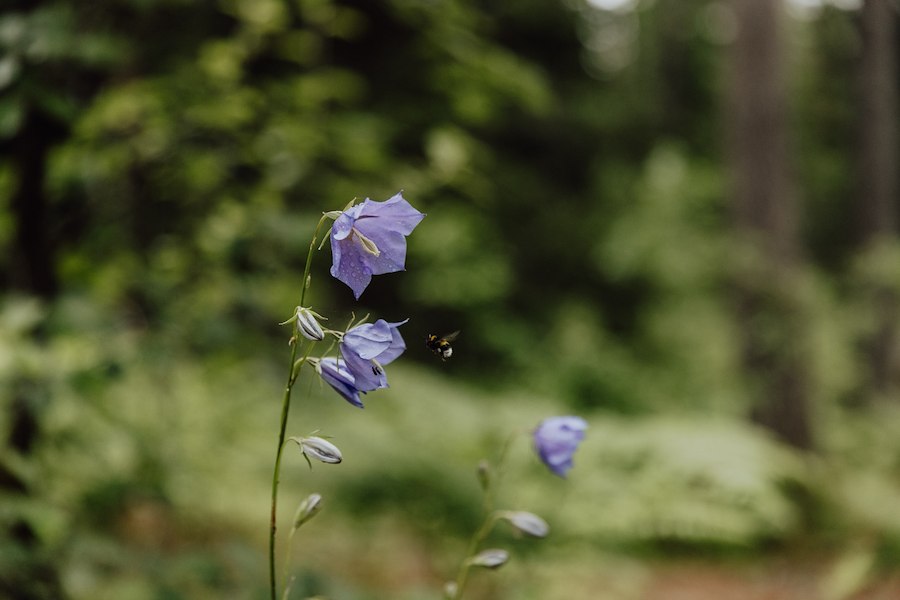 Primary image of Early Summer Offer