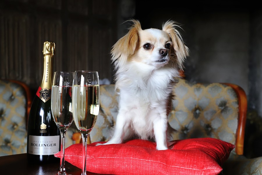 Primärbild av NYÅRSFIRANDE