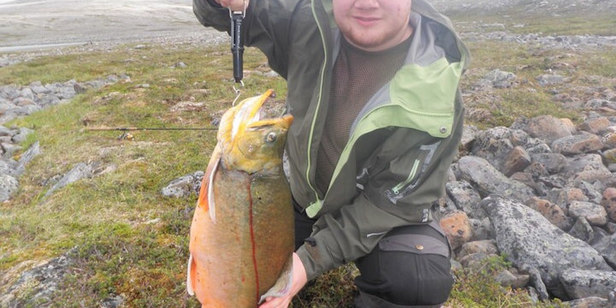 Stabbursdalen Resort image 20