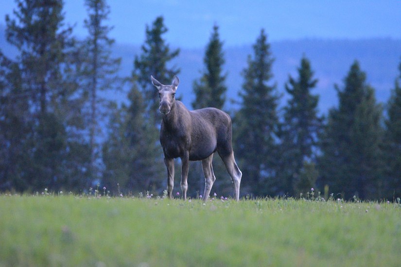 Activities - Moose Safari at Øyerfjellet-image