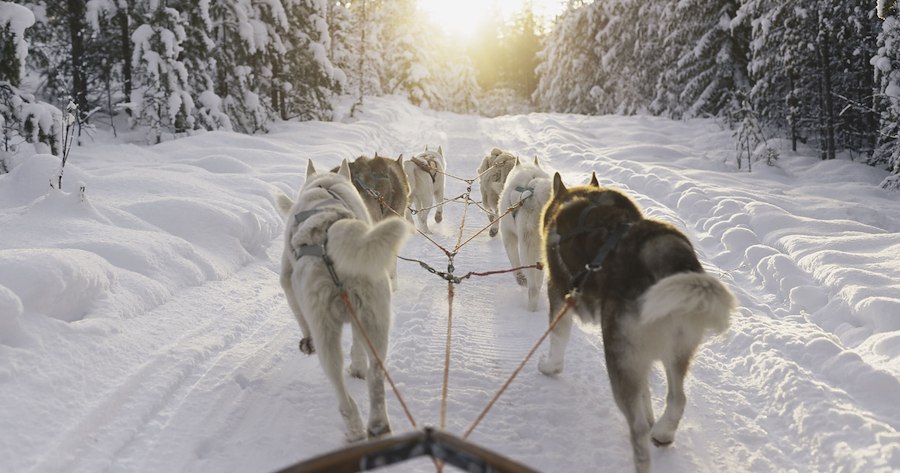 Taste of mushing kl 09.00-10.30