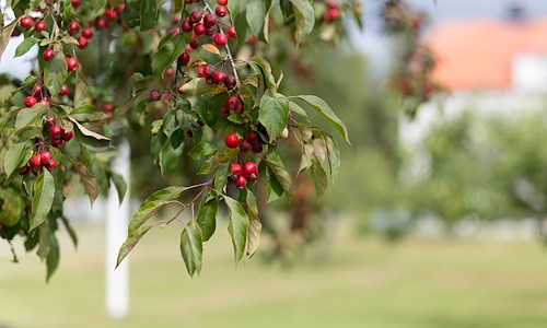 Båsenberga