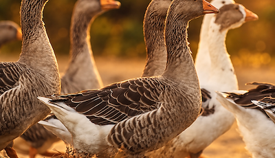 Boka Mårten Gås – A Classic Goose Feast from Skåne