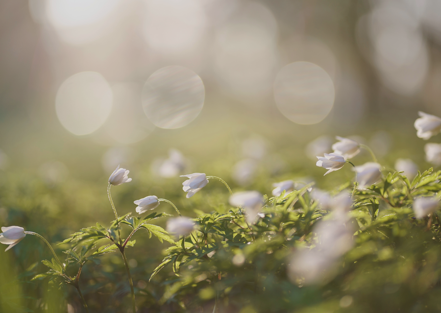 Primärbild av Förtrollande Vår