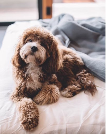 Primärbild av Bring Your Dog