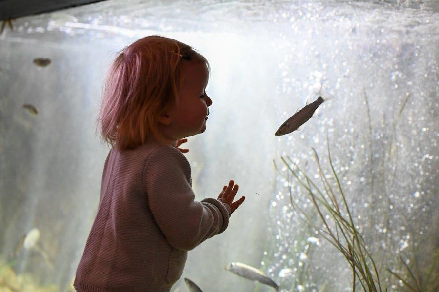 Primary image of Fun family adventures in Bohuslän