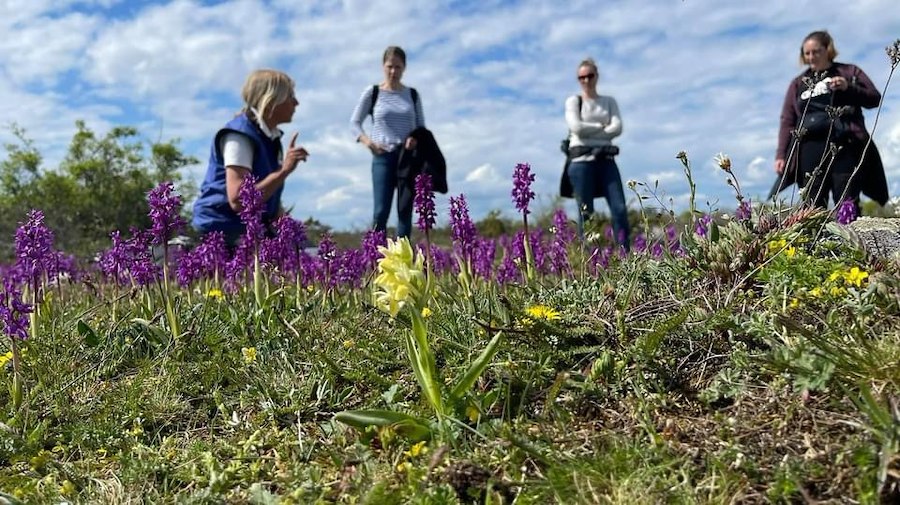 Primärbild av Orkidévandring med guide