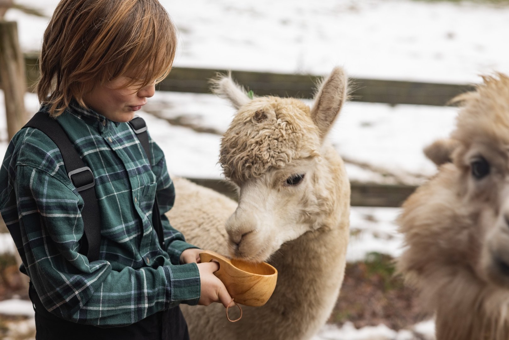 Image of Meet the Alpacas