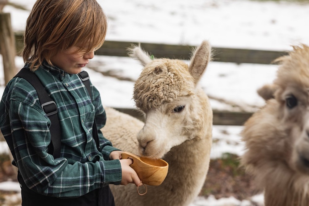 Image of Meet the Alpacas