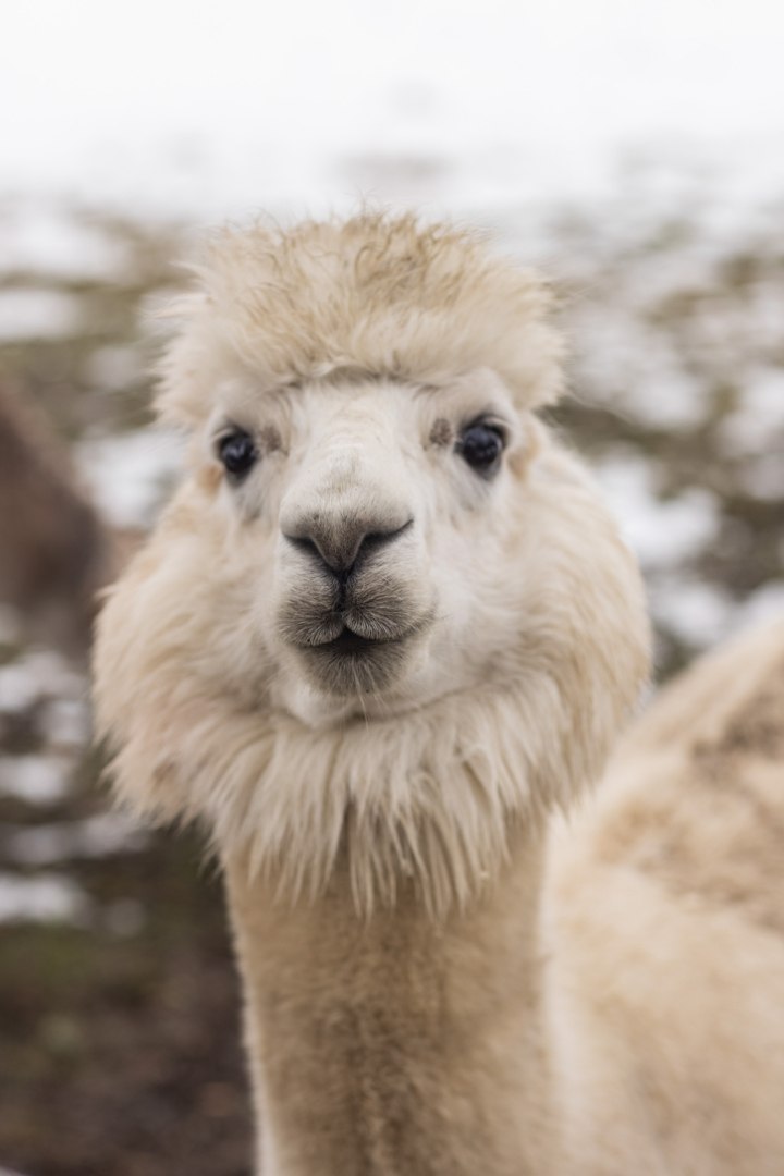 Image of Meet the Alpacas