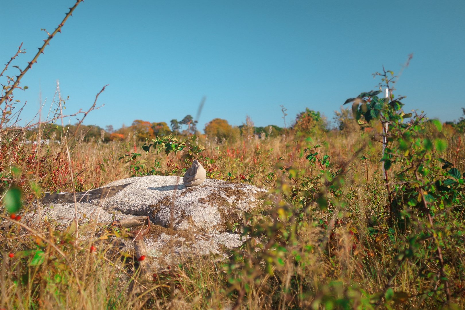 Nature Camp Wohnmobil/Zelt mit Strom