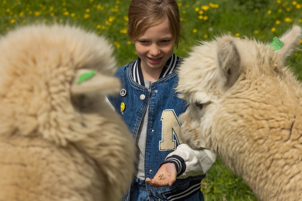 Image of Meet the Alpacas