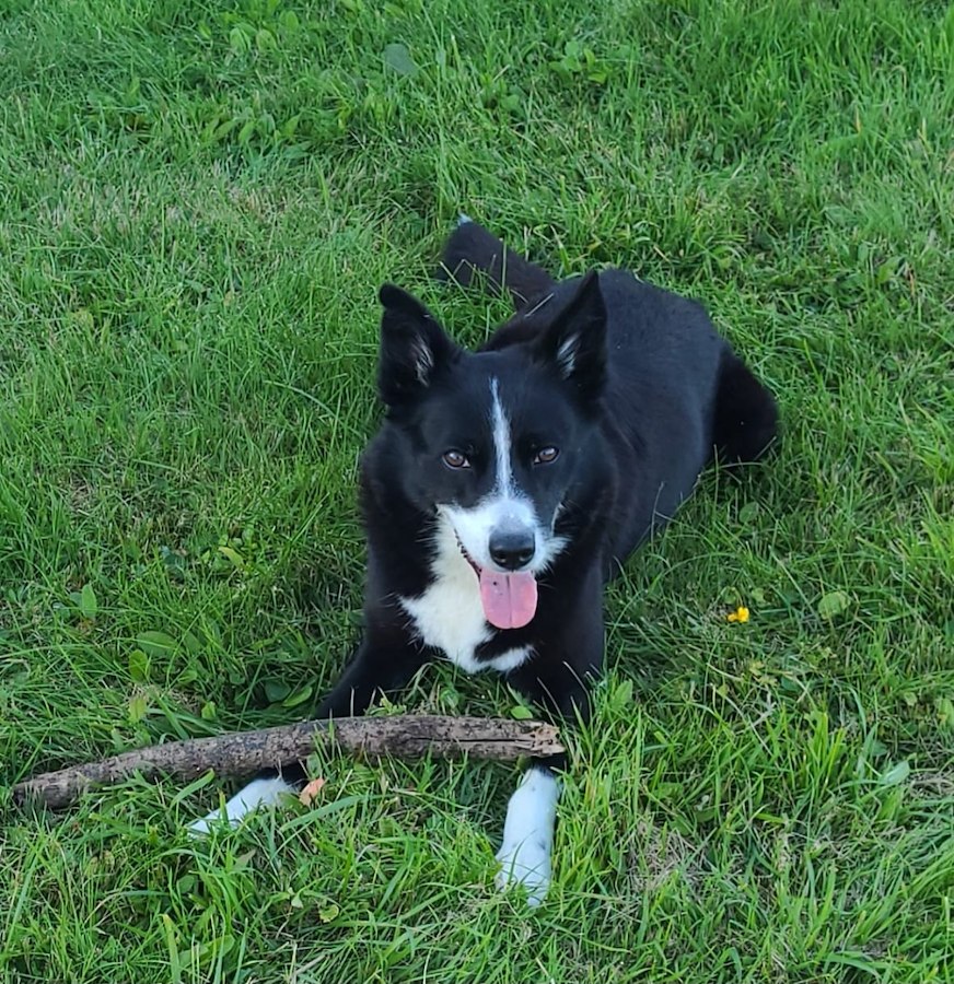 Dog