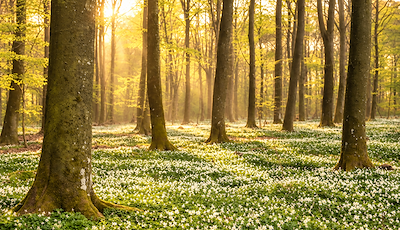 Boka Enchanting Spring