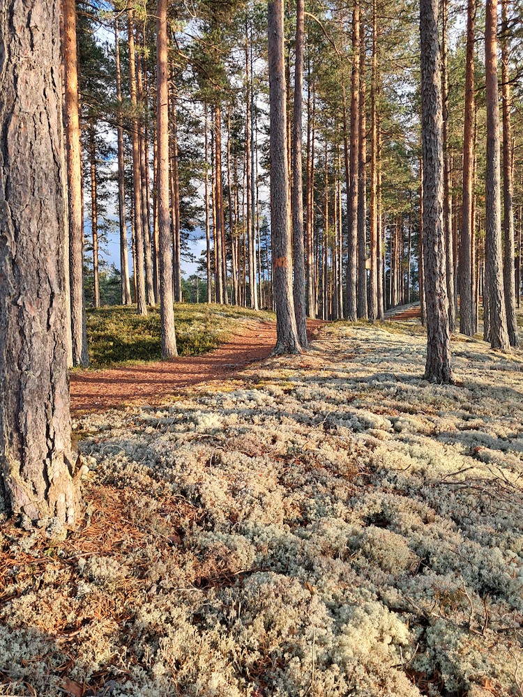 Ytterligare bild 7/8 av Vandra längs Hästängsleden